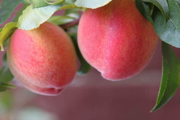 水蜜桃作用(水蜜桃作用功效)