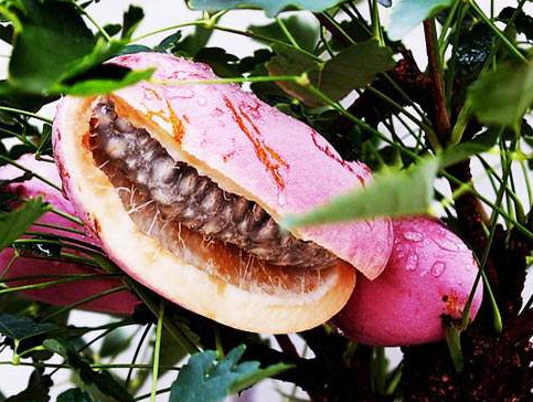 八月瓜的药用价值,八月瓜的药用价值和食用方法