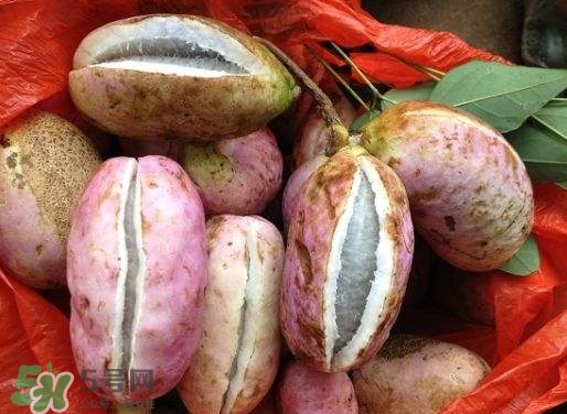 八月瓜的功效和作用治妇科炎症,八月瓜的功效和作用图片