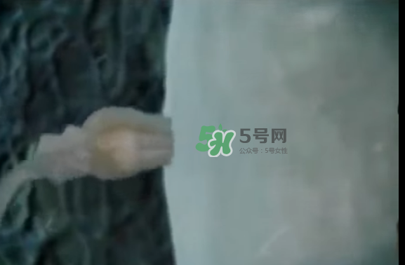 胚胎的形成和发育过程,胚胎的形成过程中中胚层代表胎儿的哪些身体系统