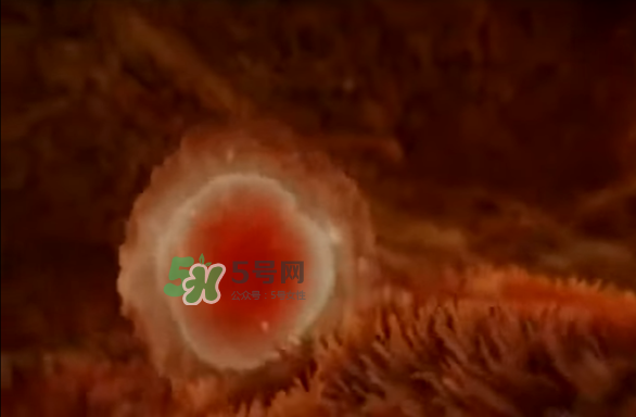 百消丹服用注意事项(百消丹服用方法)