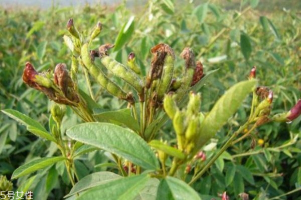 木豆的生长环境是怎么样的呢(木豆是多年生植物吗) 木豆的生长环境是怎么样的呢(木豆是多年生植物吗)