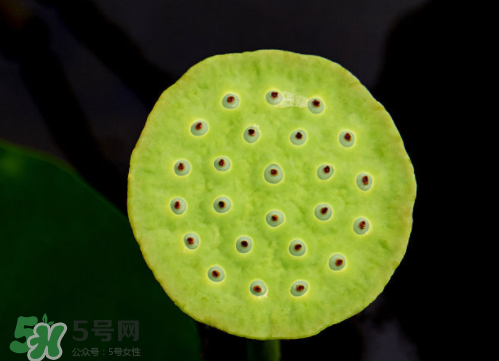 莲蓬的药用价值,莲蓬的药用价值视频