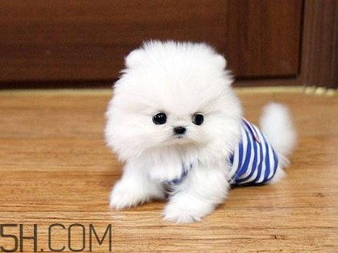 博美的的饲养方法(博美如何饲养)