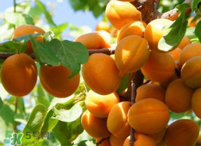 黄杏的营养价值及功效,黄杏的营养价值和食用功效