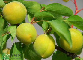 孕妇吃青杏好吗,红杏孕妇能吃吗 孕妇吃青杏好吗,红杏孕妇能吃吗