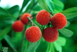 孕妇吃杨梅可以吗,孕妇不能吃杨梅吗 孕妇吃杨梅可以吗,孕妇不能吃杨梅吗