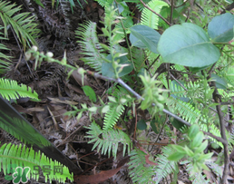 冰硼散孕妇能用吗(冰硼散孕妇能用吗)