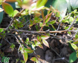 乌饭树叶孕妇可以吃吗,孕妇能不能吃乌饭叶