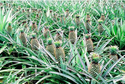 孕妇为什么不能吃菠萝蜜,孕妇为什么不能吃菠萝凤梨 孕妇为什么不能吃菠萝蜜,孕妇为什么不能吃菠萝凤梨