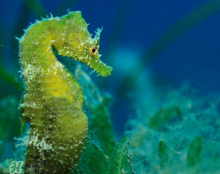 孕妇能吃海马吗?,孕妇能吃海马吗?孕妇能不能吃海马?