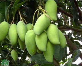 孕妇能吃青芒果吗?,孕妇早期怀孕可以吃芒果吗 孕妇能吃青芒果吗?,孕妇早期怀孕可以吃芒果吗