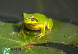 为什么不能吃青蛙肉,为什么不能吃青蛙 为什么不能吃青蛙肉,为什么不能吃青蛙
