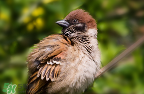 孕妇可以吃麻雀肉吗,蕨菜孕妇可以吃吗