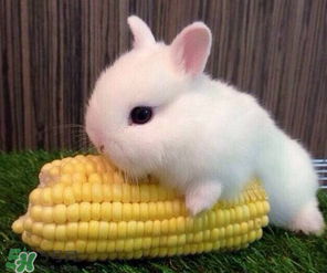 minon是什么旗下的(minon是什么牌子)