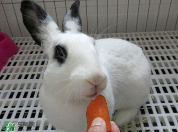 碧生源常润茶减肥原理(碧生源的常润茶有减肥的功能吗)