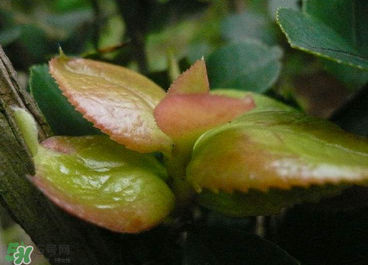 云耳孕妇可以吃吗,木耳菜孕妇能不能吃