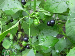 孕妇可以吃龙葵菜吗,孕妇能吃龙葵吗 孕妇可以吃龙葵菜吗,孕妇能吃龙葵吗