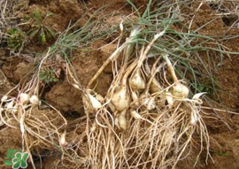 蛋白质粉适宜人群(营养蛋白质粉适合人群)