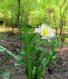 孕妇可以吃蒲公英吗?,孕妇可以吃蒲公英吗和车前草吗