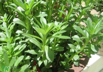 熬夜的人用什么面膜好(喜欢熬夜的人用什么面膜最好)