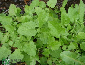 灰灰菜孕妇可以吃吗,灰菜孕妇能吃吗 灰灰菜孕妇可以吃吗,灰菜孕妇能吃吗