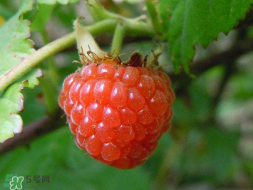 山莓孕妇能吃吗,树莓孕妇能吃吗