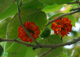 构树果实能吃吗能泡酒吗,构树果实能吃吗 构树果实能吃吗能泡酒吗,构树果实能吃吗