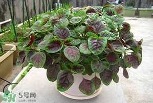 苋菜营养价值和营养成分,苋菜营养价值高吗 苋菜营养价值和营养成分,苋菜营养价值高吗