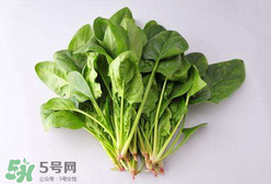 孕妇可以吃菠菜吗?,孕妇可以吃菠菜吗早期
