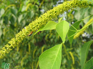 构树穗孕妇能吃吗,构树穗的功效和作用怎么使用