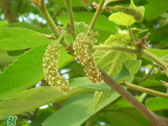 构树花孕妇能吃吗,树花孕妇可以吃吗 构树花孕妇能吃吗,树花孕妇可以吃吗