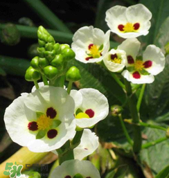 吃慈姑的好处,慈姑吃法和作用