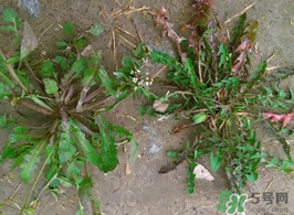 荠菜的药用价值和功效,荠菜的作用及图片