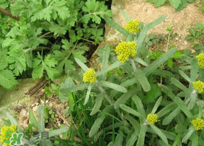 清明菜孕妇能吃吗,清明前后孕妇可以吃的野菜有哪些