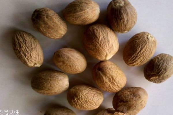 肉果的生长环境是怎么样的呢(肉肉的生长环境和特性)