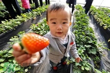 怀孕了能去摘草莓吗,怀孕可以去摘草莓吗