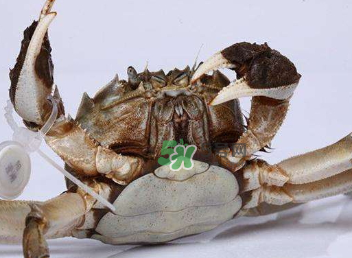 红印蟹价格,红印蟹百度百科