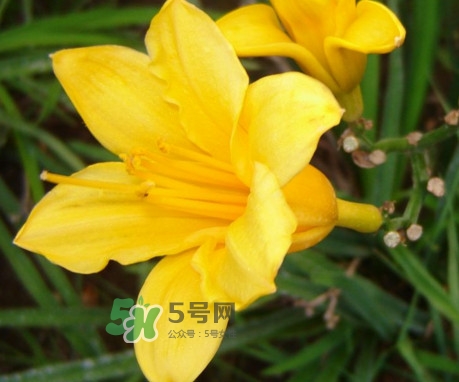 黄花菜的食用处理方法,黄花菜如何处理食用