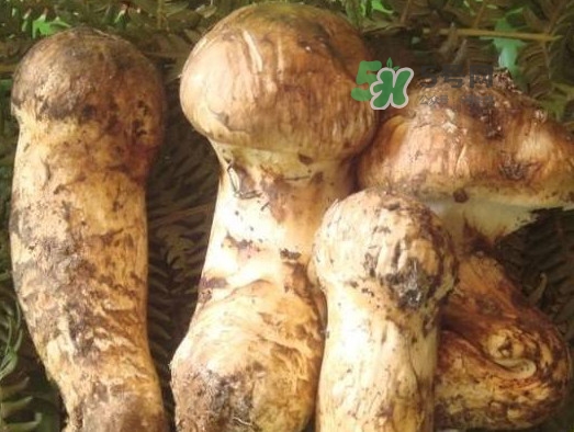 松茸和松露有什么区别,松露是松茸吗