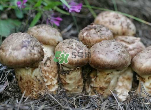 哺乳期可以吃松茸吗,哺乳期可以吃松茸吗?会回奶吗 哺乳期可以吃松茸吗,哺乳期可以吃松茸吗?会回奶吗