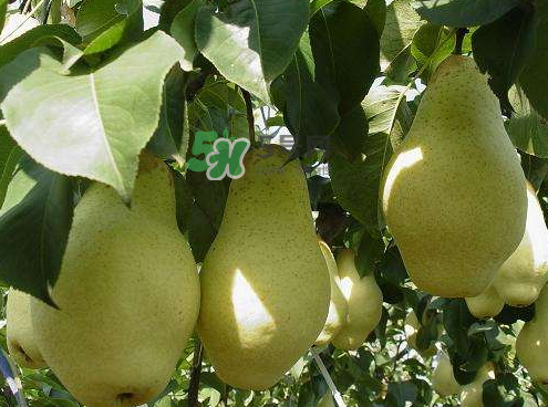 五九香梨图片,北方的五香梨 五九香梨图片,北方的五香梨