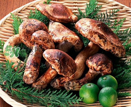 松茸是不是越大越好,松茸是不是越大越好吃