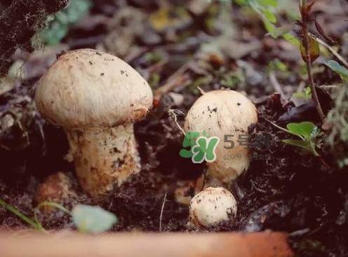 松茸是蘑菇吗?,松茸是蘑菇吗怎么做