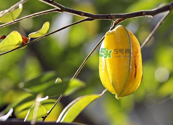 杨桃可以吃皮吗?,杨桃的皮子能吃吗