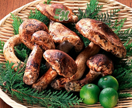 松茸有虫洞能吃吗,松茸里面有虫能吃吗