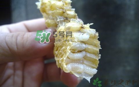 蜂蛹和什么一起泡酒好,蜂巢蜂蛹蜂蜜一起泡酒可以吗