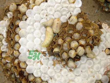 孕妇可以吃蜂蛹的功效和作用,孕妇吃蜂蛹好吗