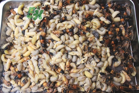 蜂蛹泡酒有什么功效,蜂蛹酒的功效和作用,蜂蛹泡酒的功效