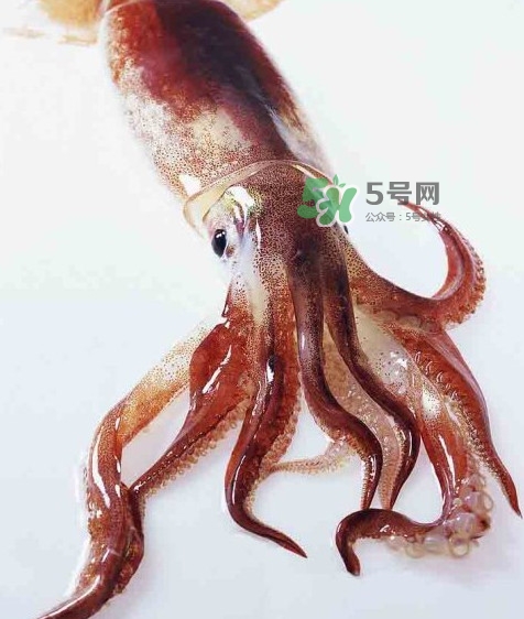 鱿鱼墨鱼乌贼的区别,鱿鱼和八爪鱼的区别